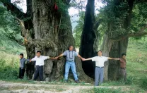 Del Tredici helps circle the male Li Jia Wan Ginkgo, in Guizhou: at 51 feet in circumference, the largest natural specimen known.