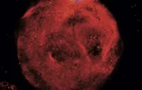 A single, fat cell (red), its nucleus at top (blue)—the subject of new research on obesity