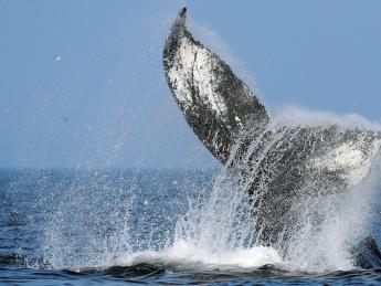 A diving humpback shows its flukes—a favorite sight for whale watchers. 