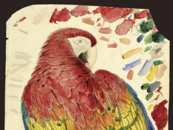 Study of a Red and Yellow Macaw <i>(Macrocercus aracanga),</i> now known as Scarlet Macaw <i>(Ara macao).</i> Watercolor over graphite on paper.