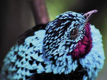 Inspired by the bright blue feathers of the cotinga, Harvard researchers are developing structural colors that mimic its hue.