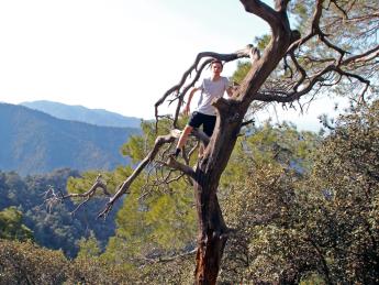The author climbed this tree in Cyprus’s Troodos Mountains, en route to Lagoudera.