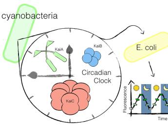 Researchers have transplanted a circadian clock from cyanobacteria into a gut microbe, <i>E. coli.</i> 