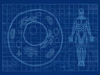 Illustration depicting blueprints of life, from a single cell to a whole human body