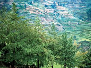 Ginkgo specimens in their ancestral setting: Shan Jiang village, Guizhou Province, in the People’s Republic of China