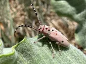 A milkweed beetle on a leaf