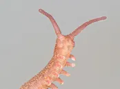 A worm-like creature known as the "velvet worm" rears as if looking at the camera