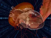 A bioengineered virtual human heart overlaid with jellyfish-like structures, symbolizing cardiac designs inspired by jellyfish motion