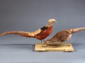 Two mounted pheasants displayed on a stand against a gray background.