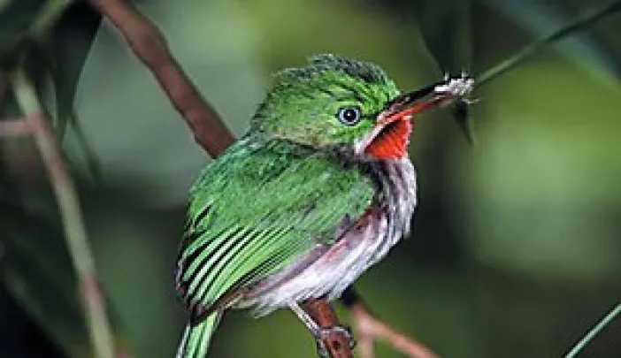 The tiny-billed tody bird