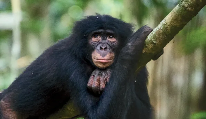 A black primate hanging lazily on a branch in a lush green forest.