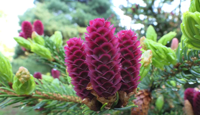 Purple spruce cones