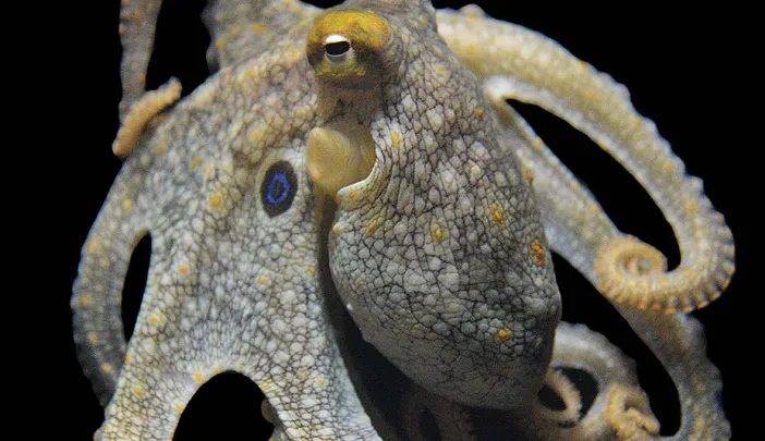 Photograph of a California two-spot octopus
