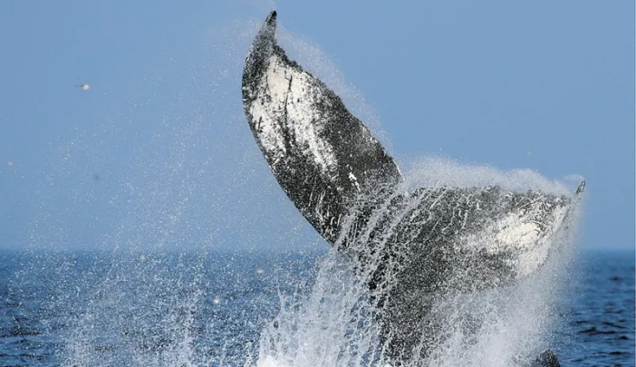 A diving humpback shows its flukes—a favorite sight for whale watchers. 