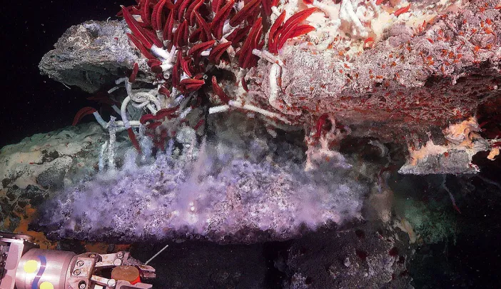 Photograph of giant tube worms living near a hydrothermal vent in the Gulf of California