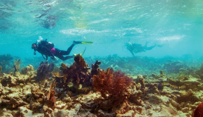 Elkhorn coral, Carysfort Reef South,  Florida, 2010