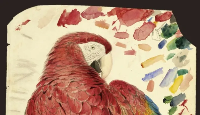 Study of a Red and Yellow Macaw <i>(Macrocercus aracanga),</i> now known as Scarlet Macaw <i>(Ara macao).</i> Watercolor over graphite on paper.