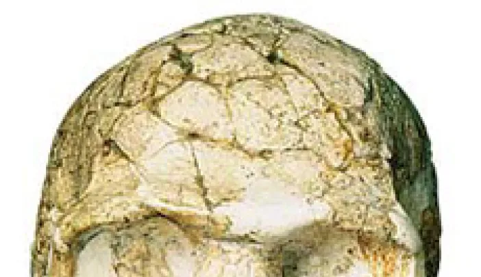 Skulls of a Neanderthal from Amud (not pictured) and an early human from Skhul show morphological differences between the two groups.