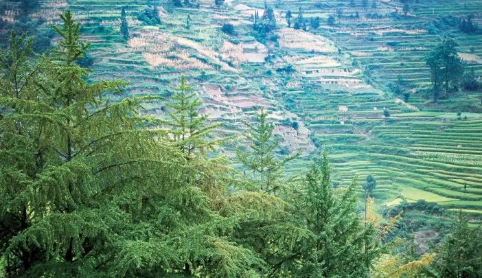 Ginkgo specimens in their ancestral setting: Shan Jiang village, Guizhou Province, in the People’s Republic of China