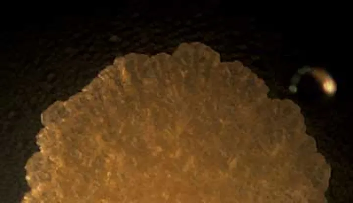 Mycobacteria form greasy, fatty-looking colonies. Their thick lipid coatings may play a role in allowing them to survive an onslught of antibiotics.