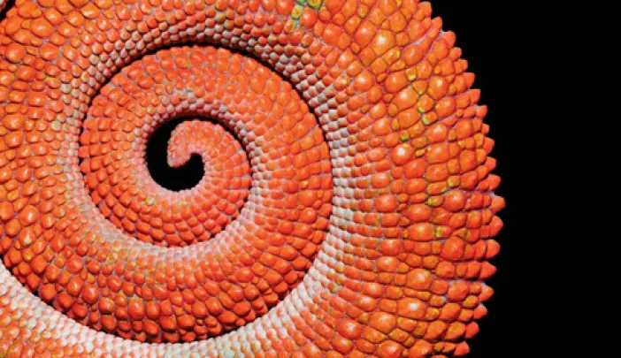 Tail of the panther chameleon, <em>Furcifer pardalis</em>, of Madagascar. The same species appears on the cover (below, right). Chameleons do not change color to match their backgrounds, but to communicate excitement, anger, fear, and other emotions.
