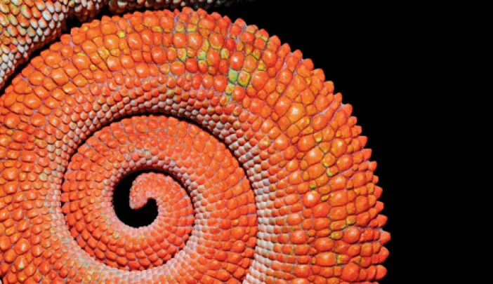Tail of the panther chameleon, <em>Furcifer pardalis</em>, of Madagascar. The same species appears on the cover (below, right). Chameleons do not change color to match their backgrounds, but to communicate excitement, anger, fear, and other emotions.
