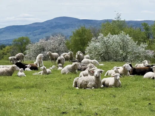 Flock of sheep grazing and resting in a field with blooming trees and Mount Everett in the background