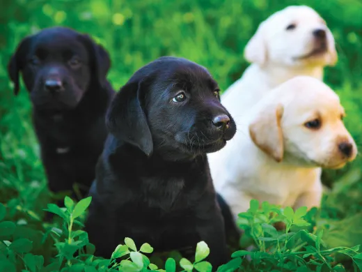 Four Labrador puppies—two black and two yellow—sitting in green grass.