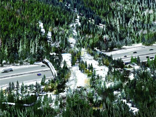 The winning wildlife-crossing design distills multiple habitat types from the surrounding landscape into parallel bands that act as corridors for various animal species. Wide bands provide an open field of view, while narrow forest and shrub bands provide enclosed corridors.