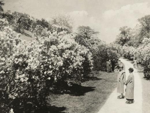 Lilac Sunday at the Arnold Arboretum in 1926