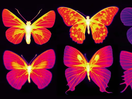 Six butterflies shown in infrared wavelengths of purple and pink colors