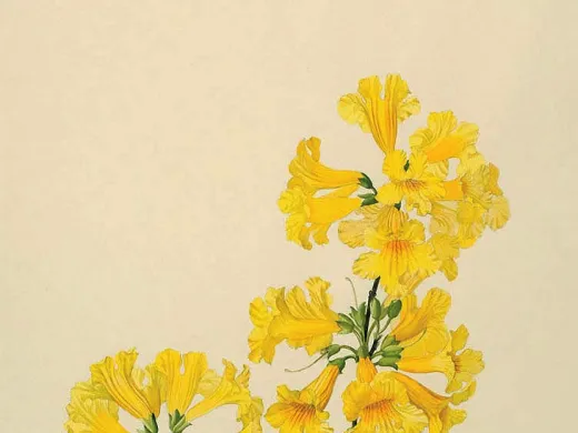 Margaret Mee painting of yellow trumpet tree