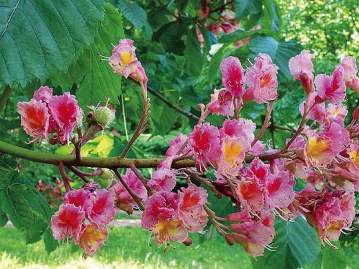 tree branch with pinkish-red blossoms 
