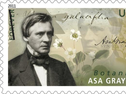 The U.S. Postal Service on June 16 issued a first-class stamp honoring botanist Asa Gray. A natural history professor, Gray also founded the Harvard Summer School 140 years ago. The stamp shows plants that he studied as well as the words <i>Shortia galacifolia</i> in his own hand. The story of his epic quest for that plant is told at http://arnoldia.arboretum.harvard.edu/pdf/articles/838.pdf.