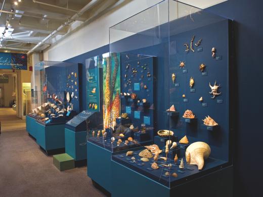 A view of <i>Mollusks: Shelled Masters of the Marine Realm,</i> a new exhibition at the Harvard Museum of Natural History 