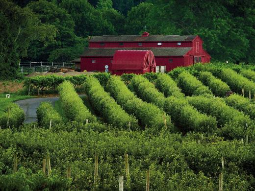 Views of orchards and iconic red bar at Lookout farm