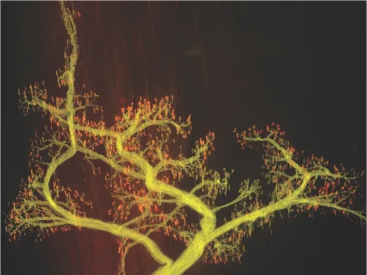 Thick bunches of nerves leave  the brain or spinal cord and branch intricately within muscle (fibers of which can be seen running vertically in the background at right). The  inset image shows individual axons (yellow) connecting to single  synapses (red). The red stain is a snake venom that binds only to muscle receptors; poisonous kraits use it to immobilize their prey.