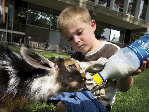 Photograph by Rose Lincoln/Harvard Public Affairs and Communications Landon Richard, age 4, feeds Cosmo, a one-month-old goat. Cosmo is on the staff of Animal Craze, a local traveling farm.