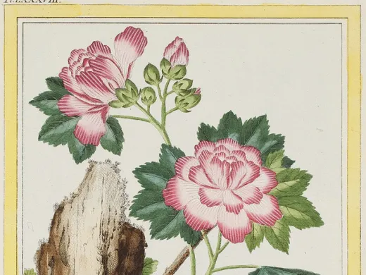 Mallow, the work of Pierre Joseph Buc’hoz