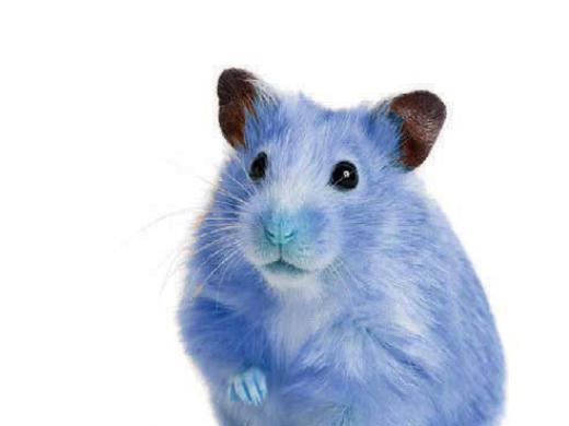 Photograph of a pet hamster, dyed Yale blue, for a humor piece about Yale admissions