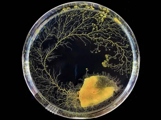 A sample of slime mold grows clockwise in a petri dish