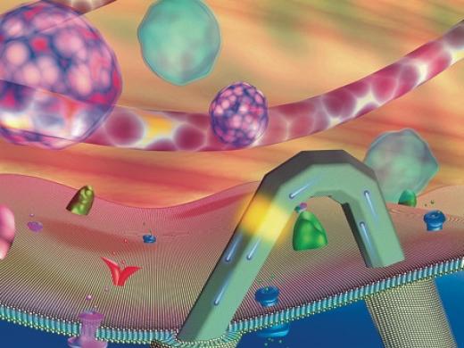 Hyman professor of  chemistry Charles Lieber has created a transistor so small it can be used to  penetrate cell membranes and probe their interiors, without disrupting function. The transistor (yellow) sits near the bend in a hairpin-shaped, lipid-coated  silicon nanowire. Its scale  is similar to that of intra-cellular structures such as  organelles (pink and blue orbs) and actin filaments (pink strand). 