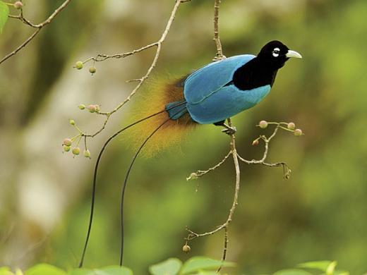 Blue Bird-of-Paradise, Tigibi, Tari area 