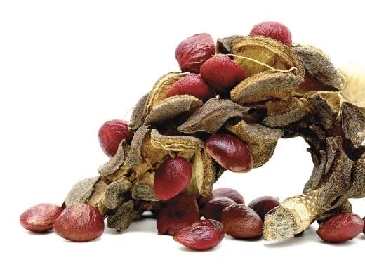 Seedpods of <i>Magnolia x soulangeana</i> (dispersed by animals)