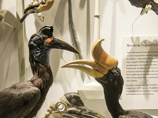 Hornbills, including the Malaysian state bird, <i>Buceros rhinoceros</i> (right)
