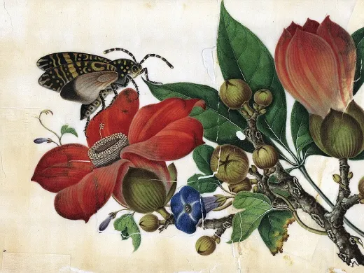 Courtesy of the Archives of the Gray Herbarium