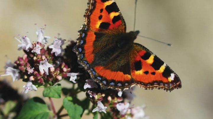 Orange, yellow and black butterfly on a flowering bush