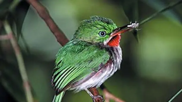 The tiny-billed tody bird
