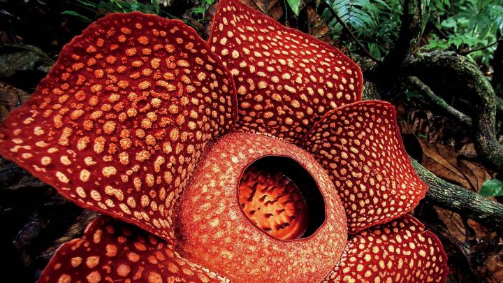 The largest flower in the world is a parasite Harvard Magazine