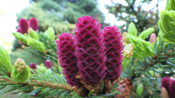 Purple spruce cones